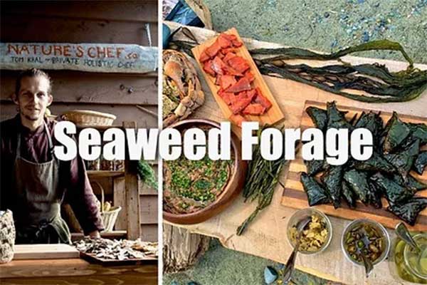 Seaweed Foraging with Tom Kral